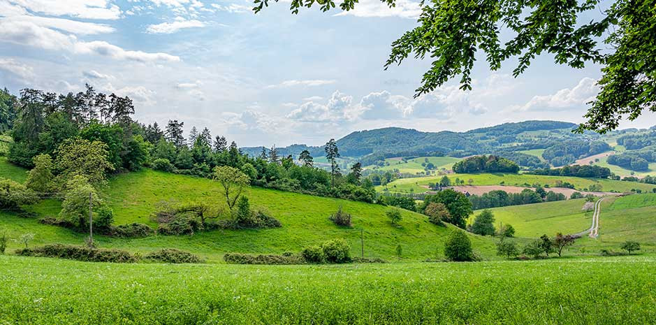 Auf dem Foto ist eine grüne Landschaft zu sehen.